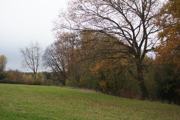Bäume im Herbst am Waldrand, Stille