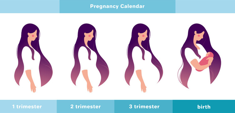 Pregnancy calendar. A pregnant woman in the 1st, 2nd, 3rd trimester of pregnancy and with a newborn in her arms. Info graphic with a cute girl. Flat stock vector illustration