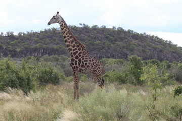 Girafe