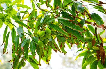 Mango fruit on the tree in the garden good for health, The fruit is popular in Thailand 
