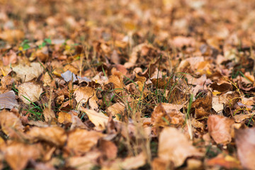 Fall concept. Closeup of yellow autumn leaves covers the ground.selective focus.