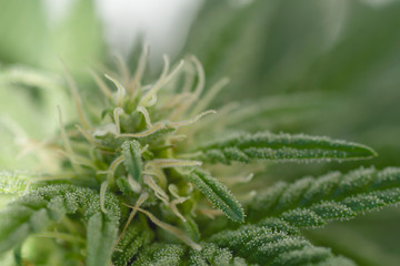 Detail of cannabis plant flower pistils