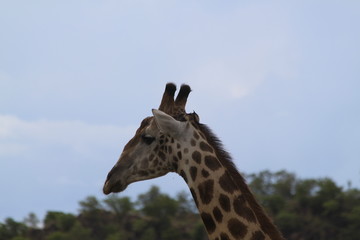 Girafe