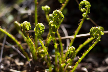 the first spring sprouts under the sun