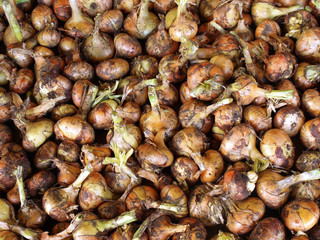 Drying onions 2