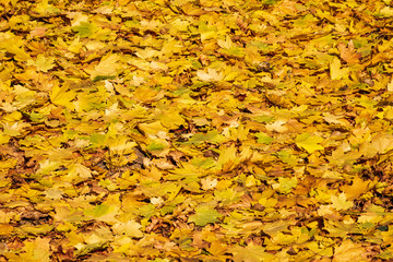 Fall concept. Closeup of yellow autumn leaves covers the ground.selective focus.