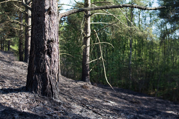 trees after the fire