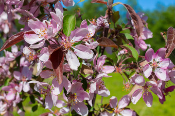 cherry blossoms in the Botanical garden