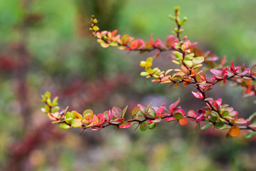 Fall concept. yellow leaves on tree branches blurred background. selective focus. colors of autumn. autumn Park.