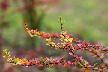 Fall concept. yellow leaves on tree branches blurred background. selective focus. colors of autumn. autumn Park.