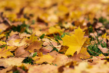Naklejka na ściany i meble Fall concept. Closeup of yellow autumn leaves covers the ground.selective focus.