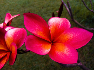 Close up shot Red frangipani  flowers on tree