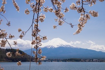 Fiji mountain with cherry blossom at kawaguchiko lake