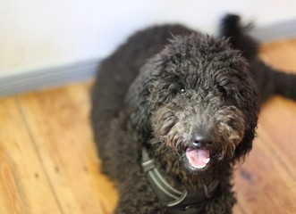 Brown sweet labradoodle puppy indoors