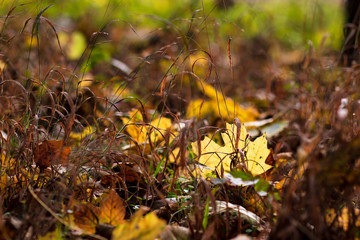 Fall concept. Closeup of yellow autumn leaves covers the ground.selective focus.