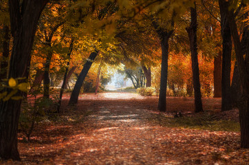 Nice autumn park. Yellow and orange colors. Beautifull nature.