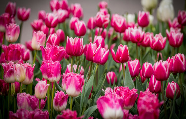 Beautiful bright colorful purple pink white blooming tulips on a large flowerbed in the city garden or flower farm field in springtime. Spring easter flower background.
