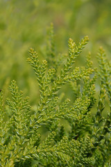Japanese thuja