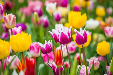 Fototapeta premium Piękne jasne, kolorowe, wielobarwne żółte, białe, czerwone, fioletowe, różowe tulipany kwitnące na dużym kwietniku w miejskim ogrodzie lub na polu kwiatowym na wiosnę. Tło wiosna kwiat wielkanoc.