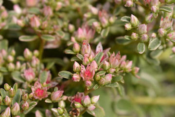 Stonecrop Pink Seduction flowers in the garden