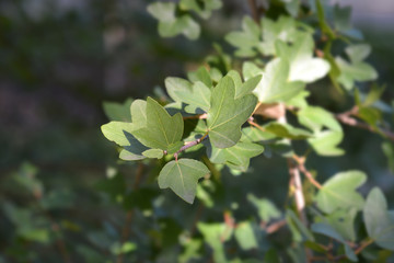 Cretan maple green leaves