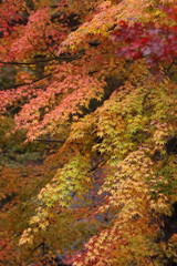 秋風の様なカラフルなカエデ