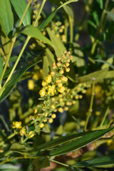 Narihiri Mahonia