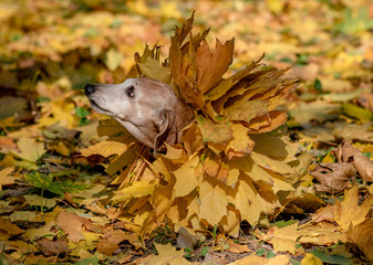 Funny dachshund with a wreath of autumn leaves on the neck. miss golden autumn.