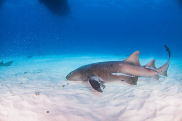 Fototapeta premium Nurse shark at the Bahamas