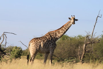 Girafe