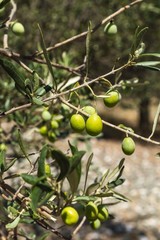 Green Olives Tree.Farmer is harvesting and picking olives on olive farm. Gardener in Olive garden harvest