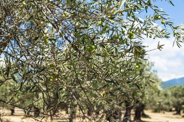 Green Olives Tree.Farmer is harvesting and picking olives on olive farm. Gardener in Olive garden...