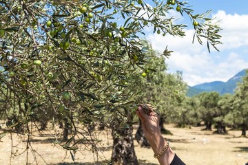 Green Olives Tree.Farmer is harvesting and picking olives on olive farm. Gardener in Olive garden...