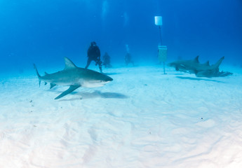 Bull shark at the Bahamas