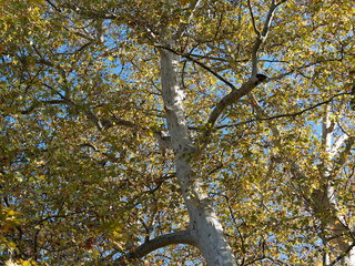 Platanus x hispanica, London plane tree or hybrid plane, botanically called Platanus acerifolia with high trunk, pale grey-green, smooth and buff-brown bark