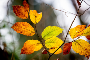 Fototapeta na wymiar autumn twig in forest