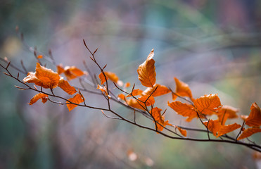 Nice abstract autumn twig in fores