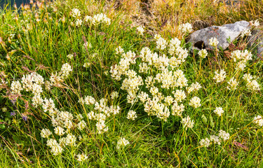Field locoweed (Oxytropis campestris) - Blooming in the summer season on a grassy slope with a...