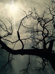 tree and sun