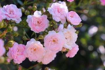  A bunch of pink roses with leaves beautiful on branch tree in gardening background