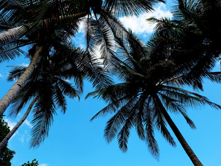 Fototapeta na wymiar beach trees