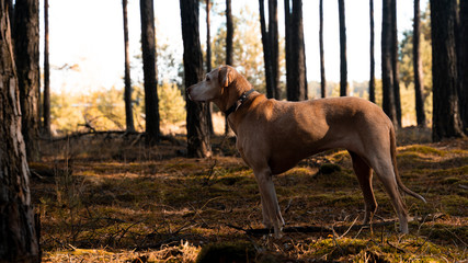 Magyar Vizsla dog in fall forest