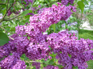 Purple lilac
