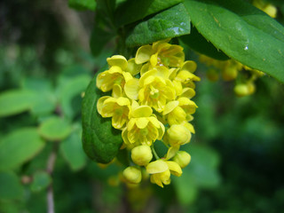 Yellow flowers