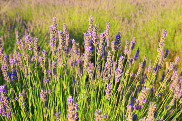 Lavender flowers in field on Island Hvar in Croatia