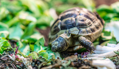 Terrestrial turtle in terrarium.