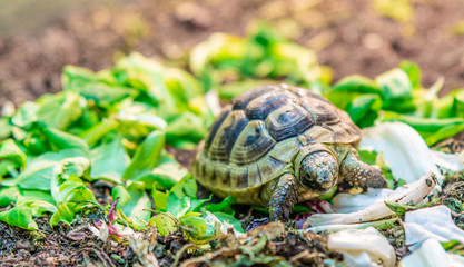 Terrestrial turtle in terrarium.