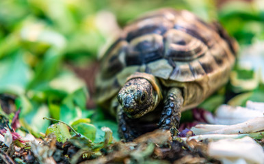 Terrestrial turtle in terrarium.
