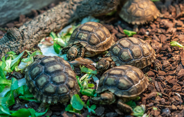 Terrestrial turtle in terrarium.
