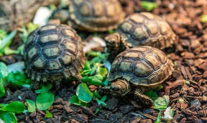 Terrestrial turtle in terrarium.